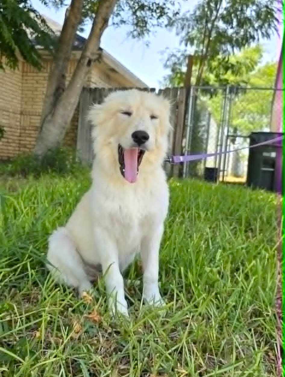 Fifi